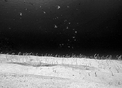 Garden eels and bannerfish. Menjangan Island, Bali. by Doug Anderson 